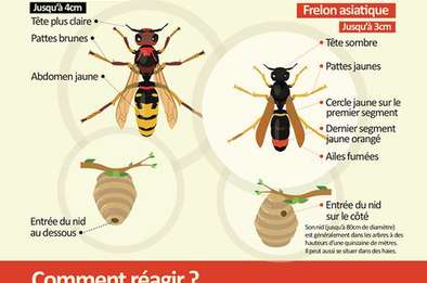 affiche frelon asiatique  affiche frelon asiatique